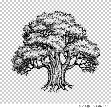 Yew tree ink sketch. 93387142