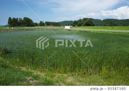 夏の富山県富山市船峅地区のビオトープの様子 夏の富山県富山市船峅地区のビオトープの様子 93387160