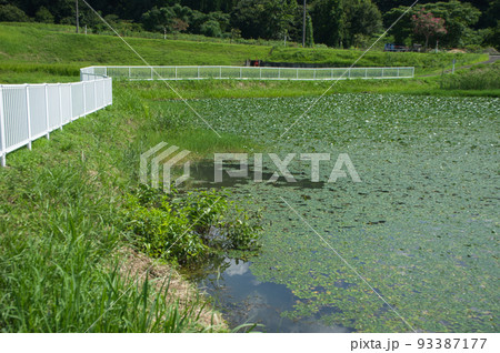 夏の富山県富山市船峅地区のビオトープの様子 夏の富山県富山市船峅地区のビオトープの様子 93387177