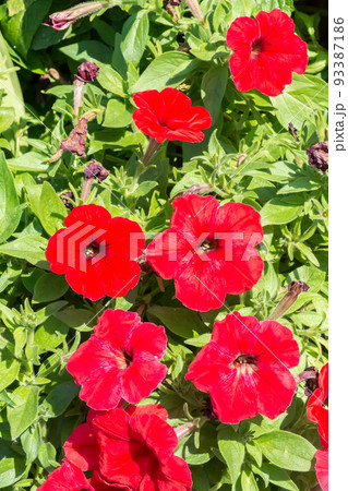 花 フラワー お花 93387186