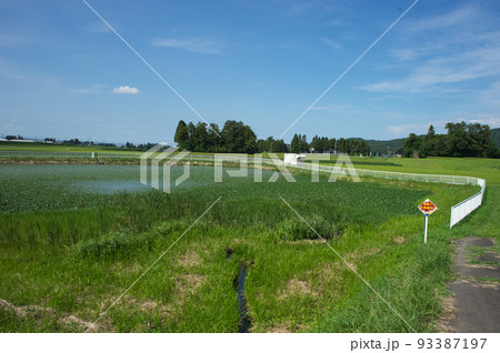 夏の富山県富山市船峅地区のビオトープの様子 夏の富山県富山市船峅地区のビオトープの様子 93387197