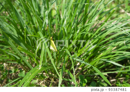 交尾中のモンキチョウと思われる個体 93387481