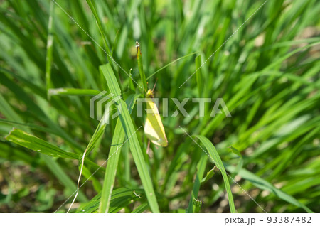 交尾中のモンキチョウと思われる個体 93387482