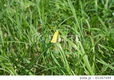 交尾中のモンキチョウと思われる個体 93387484