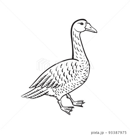 Branta black necked goose vector 93387975