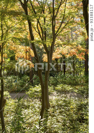 庭園の紅葉 庭園の紅葉 93388117