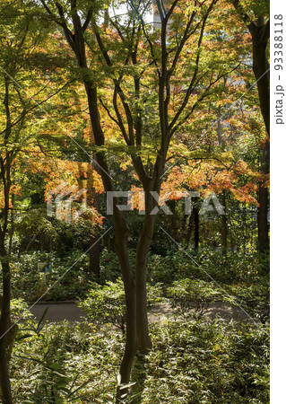 秋の庭園 秋の庭園 93388118
