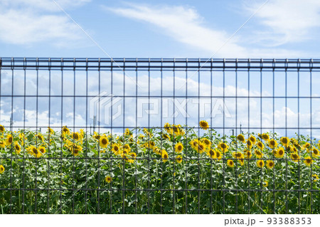 フェンス越しのひまわりの花 フェンス越しのひまわりの花 93388353