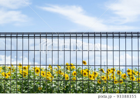 フェンス越しのひまわりの花 93388355