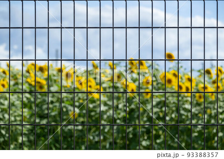 格子から見えるヒマワリの花 93388357