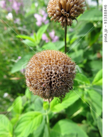 タイマツバナ　花後 93388846