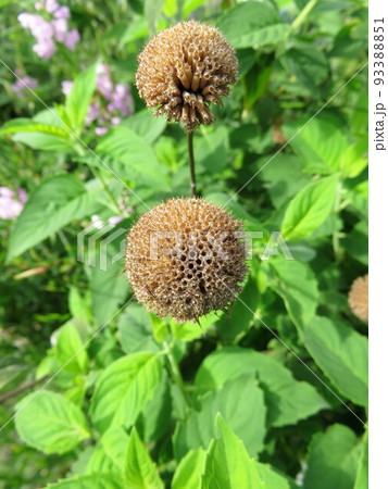 タイマツバナ 花後 タイマツバナ 花後 93388851