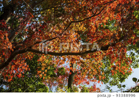 紅葉 紅葉 93388996