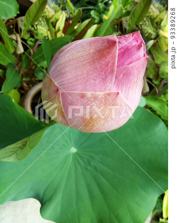 The pink bud of a lotus flower among green leaves. Vertical photo. The concept of beauty, Asian culture, purity and innocence. 93389268