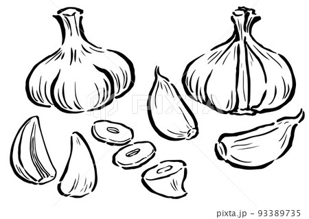 ニンニク　単色線画　単体・断面・ばらしたものなど　手描きイラストセット 93389735