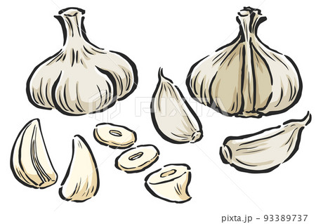 ニンニク　単体・断面・ばらしたものなど　手描きイラストセット 93389737