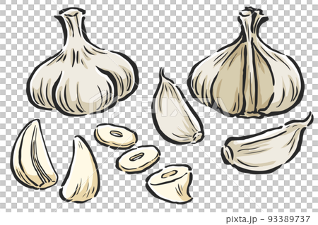 ニンニク　単体・断面・ばらしたものなど　手描きイラストセット 93389737