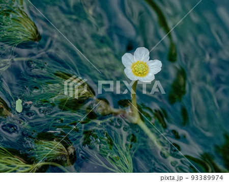 清流に咲くバイカモ 93389974