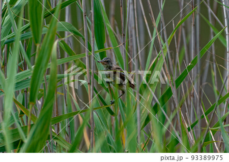 ヨシキリ科オオヨシキリ幼鳥 93389975