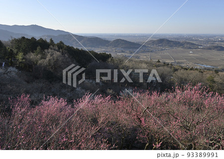 展望四阿（あずまや）から一望の関東平野と、見頃の筑波山梅林 93389991