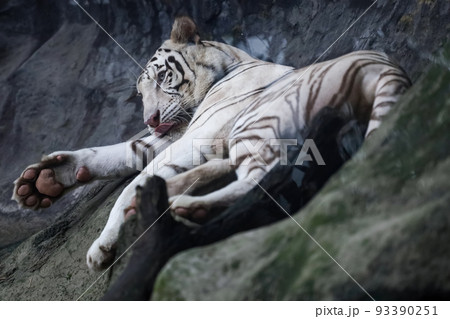 Close up white tiger is sleep and rest on the rock mountain Close up white tiger is sleep and rest on the rock mountain 93390251