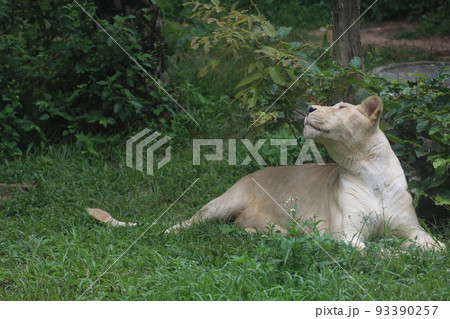 The female white lion is stay in garden The female white lion is stay in garden 93390257