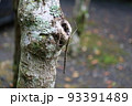 ナナフシ 93391489