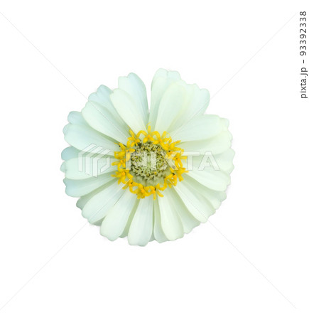 zinnia flowers on a white background zinnia flowers on a white background 93392338