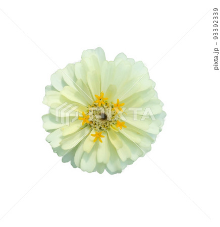 zinnia flowers on a white background zinnia flowers on a white background 93392339
