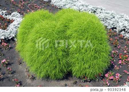The Kohia plant is a summer cypress. Widely used in landscape design The Kohia plant is a summer cypress. Widely used in landscape design 93392348
