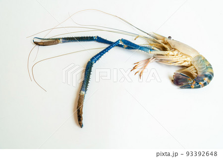 Top-down of a prawn or tiger shrimp isolated on white background, River shrimp or prawn raw on white background, The giant tiger prawns on the background. Top-down of a prawn or tiger shrimp isolated on white background, River shrimp or prawn raw on white background, The giant tiger prawns on the background. 93392648