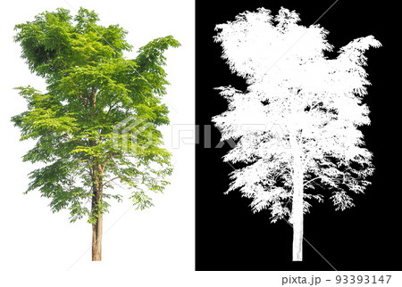 isolated single tree on white background with clipping path and alpha mask isolated single tree on white background with clipping path and alpha mask 93393147
