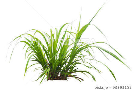 isolated sugar cane plant 93393155