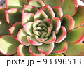 カラフルで可愛い多肉植物 93396513