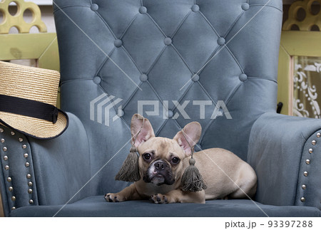 A bulldog dog in stylish designer earrings lies next to a straw hat - a bowler hat and looks attentively into the camera A bulldog dog in stylish designer earrings lies next to a straw hat - a bowler hat and looks attentively into the camera 93397288