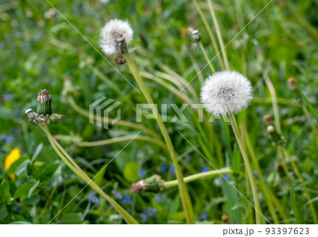 Dandelion with a white fluffy dome in the foreground of a photo among green grass and other dandelions on a summer day. 93397623