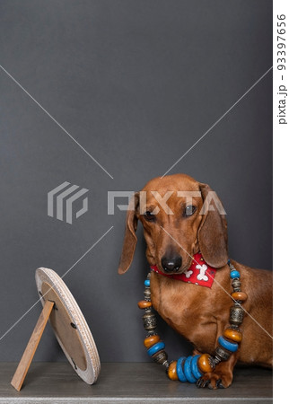 A dachshund hunting dog looks at the camera while sitting by a mirror with a black pearl necklace and bijouterie. 93397656