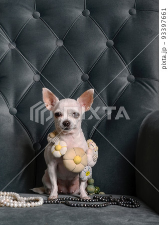 A white chihuahua dog sits on a turquoise chair with flowers around its neck and looks straight into the camera. A white chihuahua dog sits on a turquoise chair with flowers around its neck and looks straight into the camera. 93397661