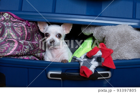 A small white chihuahua dog peeks out of a large blue suitcase lying among various things. A small white chihuahua dog peeks out of a large blue suitcase lying among various things. 93397805