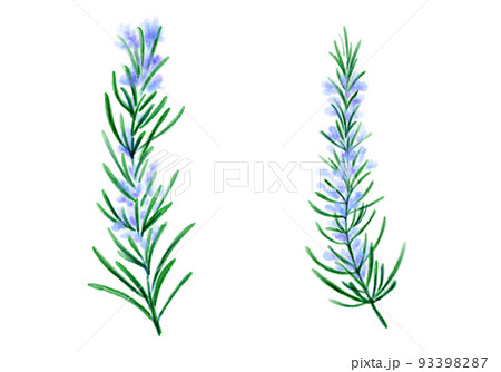 植物-ローズマリー-花- 93398287