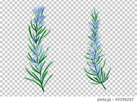 植物-ローズマリー-花- 93398287