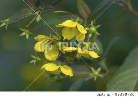 Close up of  Fringed loosestrife (Lysimachia ciliata) 93399736