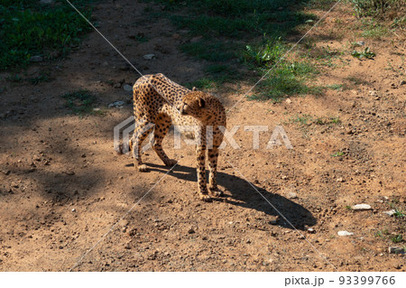Lone cheetah in the savannah looking back warily 93399766