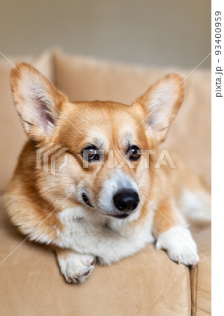 Portrait of cute ginger Welsh Corgi dog lying on sofa at home 93400959