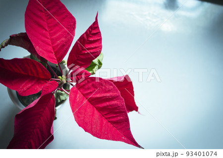 Poinsettia in red Poinsettia in red 93401074