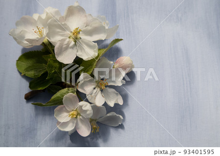 White apple blossoms on a light background with a place for your text. Spring season, spring colors. Wallpaper, background. 93401595