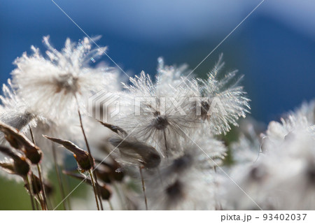 Polar flowers 93402037