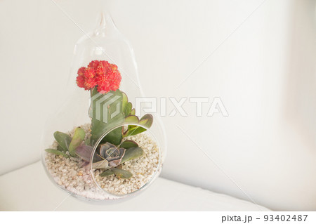 Succulent plant terrarium inside a glass pear 93402487