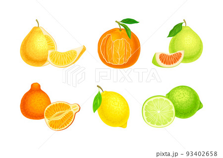 Fresh citrus fruits set. Lemon, citron, lime, clementine, lime, sweet orange cartoon vector illustration 93402658