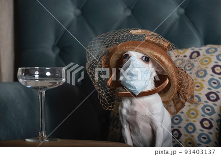 A small chihuahua dog sits in a cozy lounge chair in a fashionable cap with a veil and a protective medical mask against the virus. A small chihuahua dog sits in a cozy lounge chair in a fashionable cap with a veil and a protective medical mask against the virus. 93403137